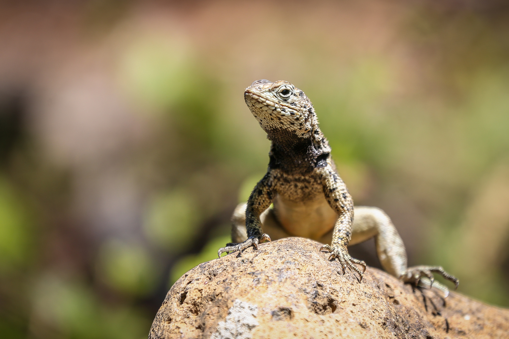 Galapagos - Lavaechse