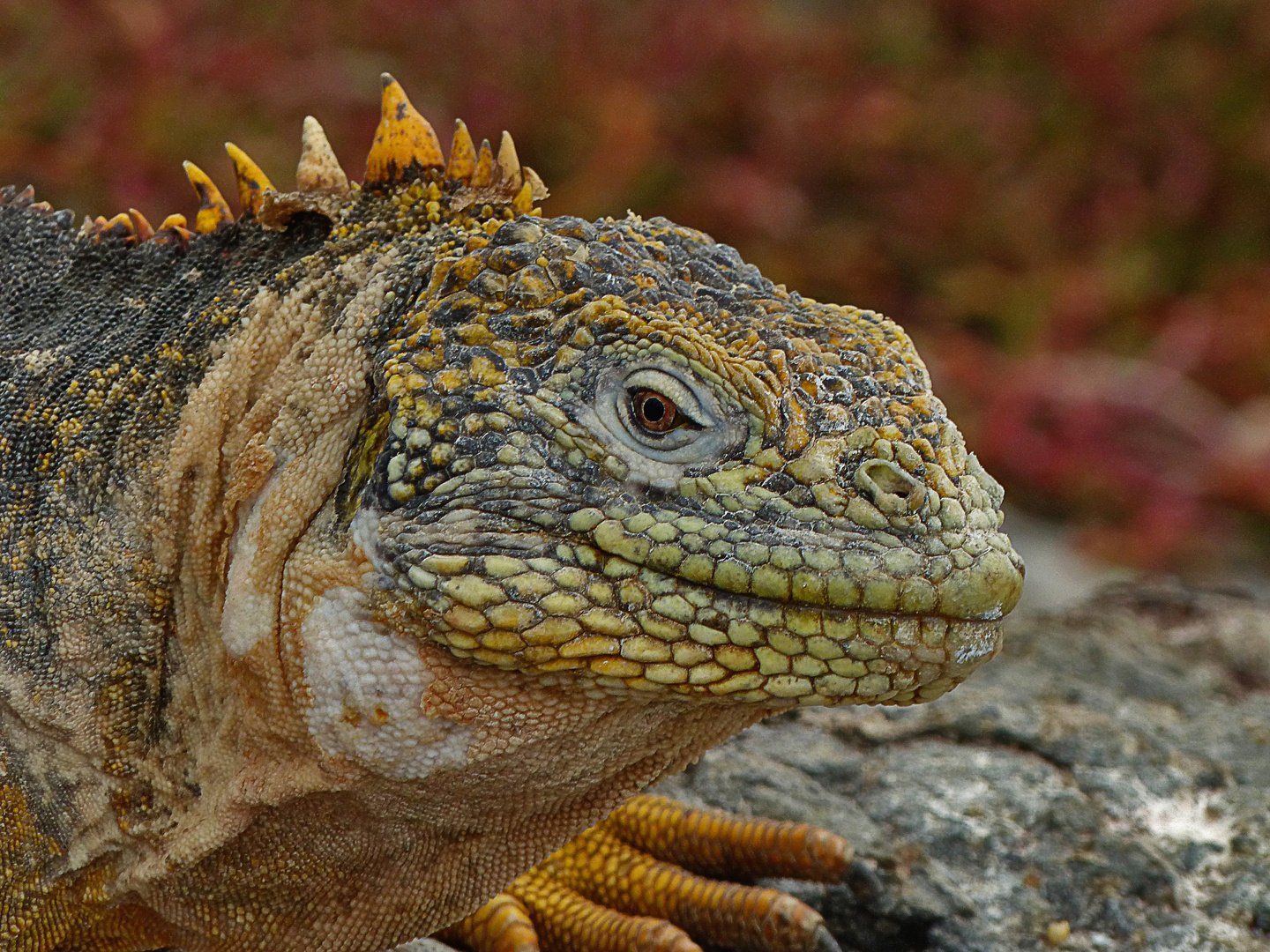 Galapagos Leguan