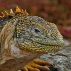 Galapagos Leguan