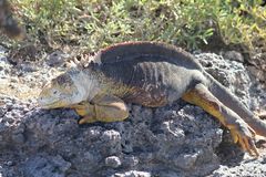 Galapagos leguan