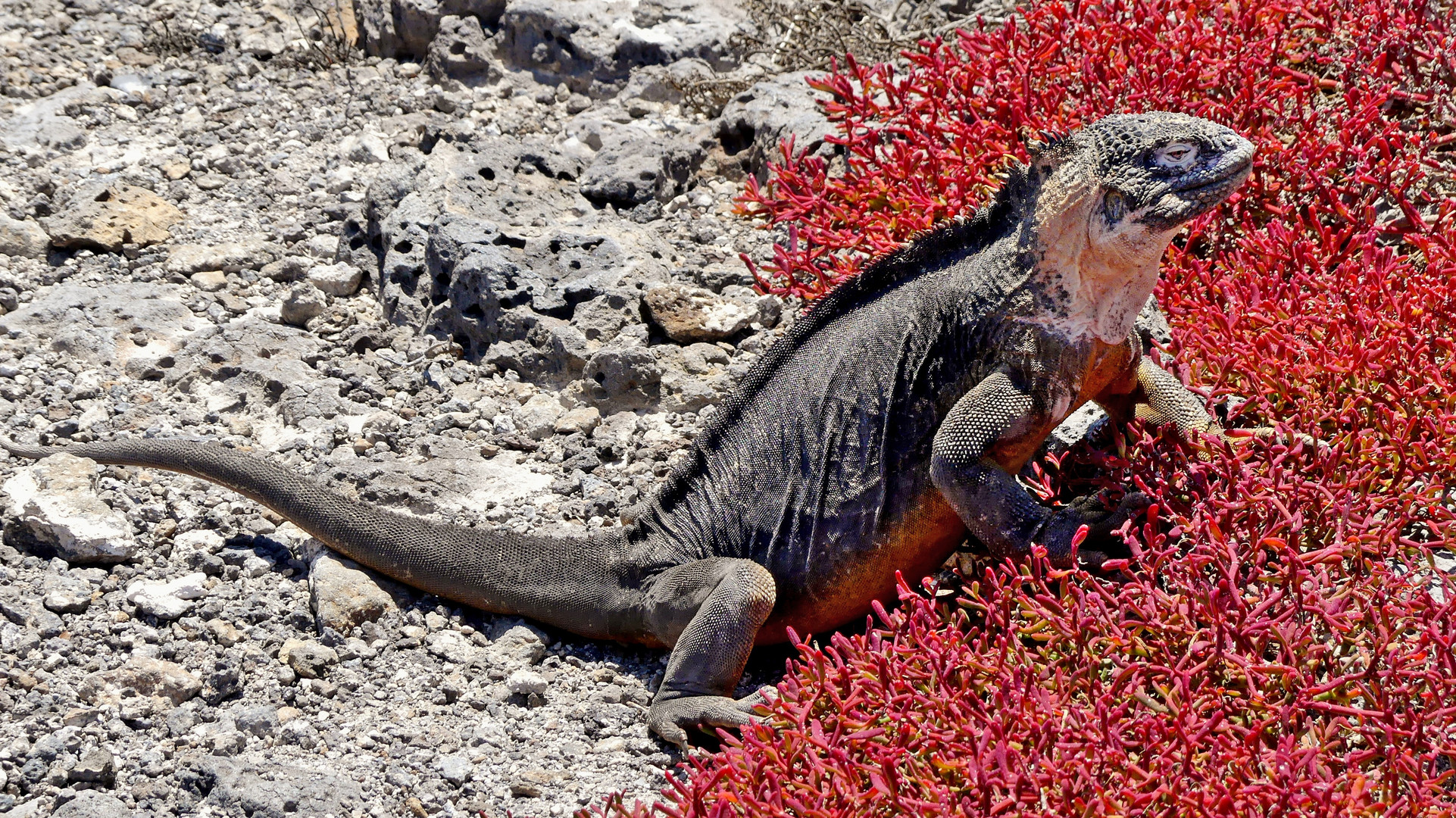 Galapagos - Leguan