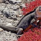 Galapagos - Leguan