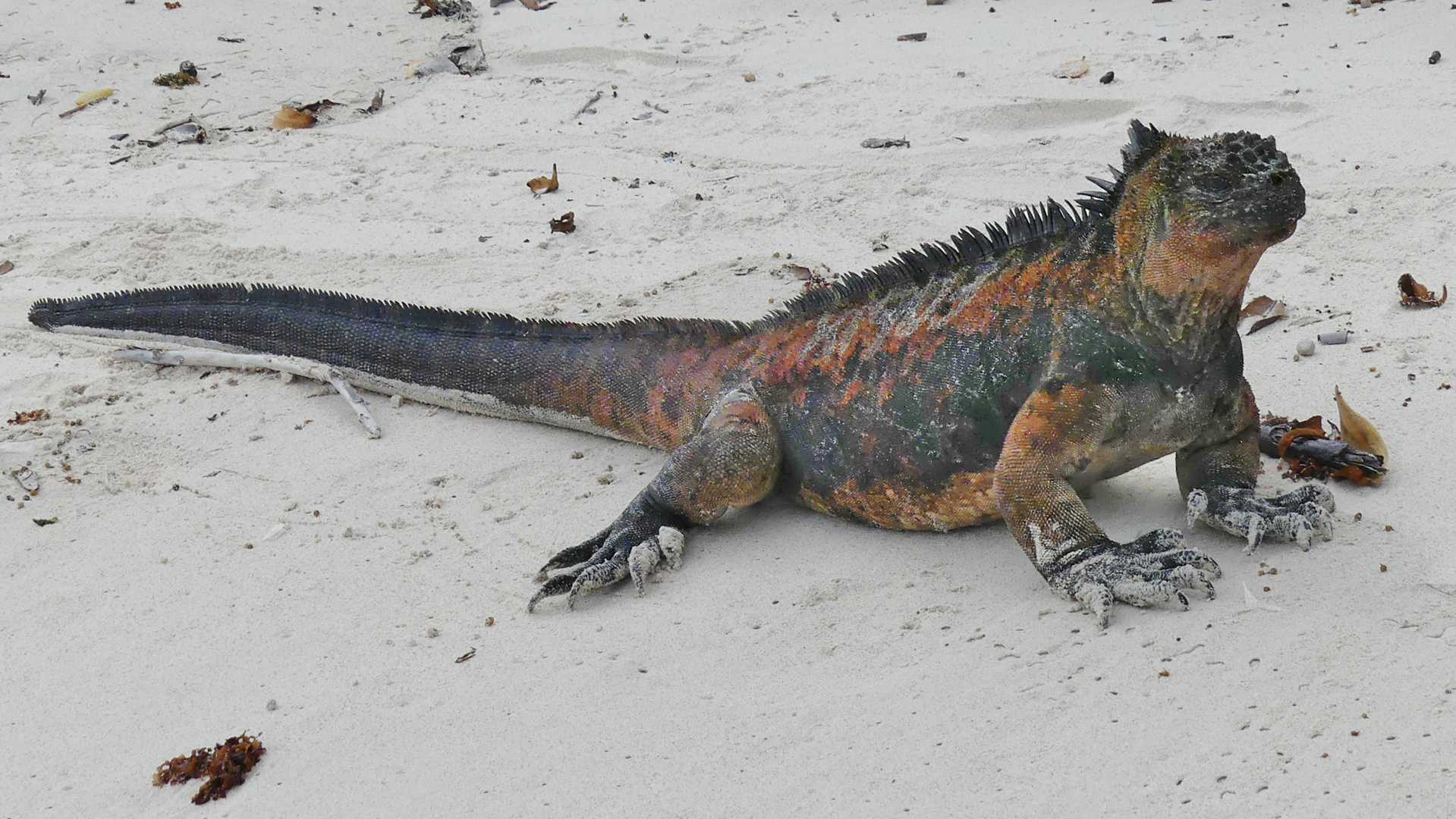 Galapagos / Leguan