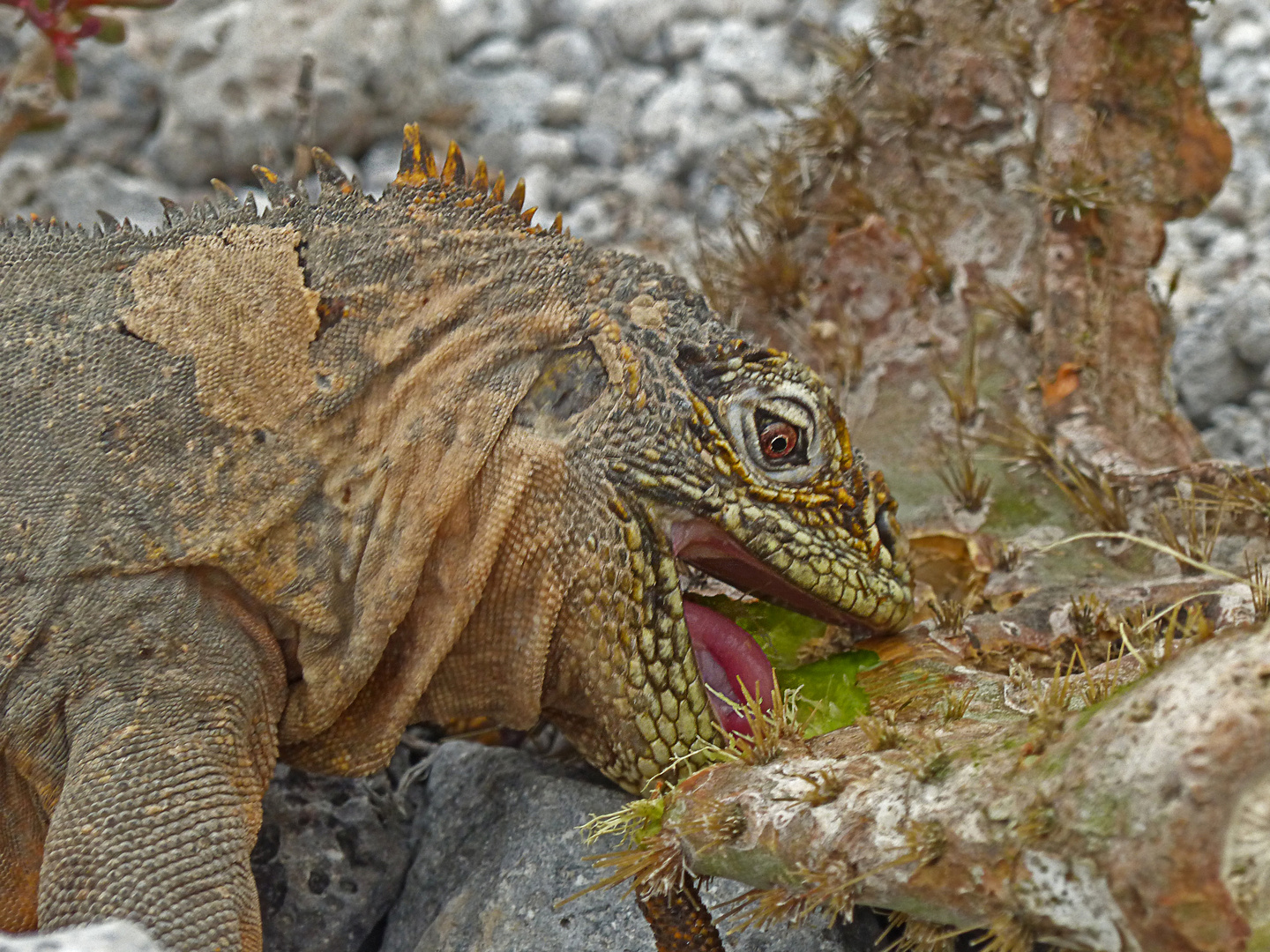 Galapagos Leguan bei seiner Lieblingsnahrung