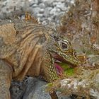 Galapagos Leguan bei seiner Lieblingsnahrung