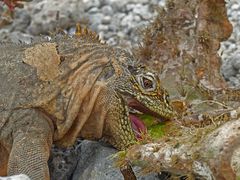 Galapagos Leguan bei seiner Lieblingsnahrung