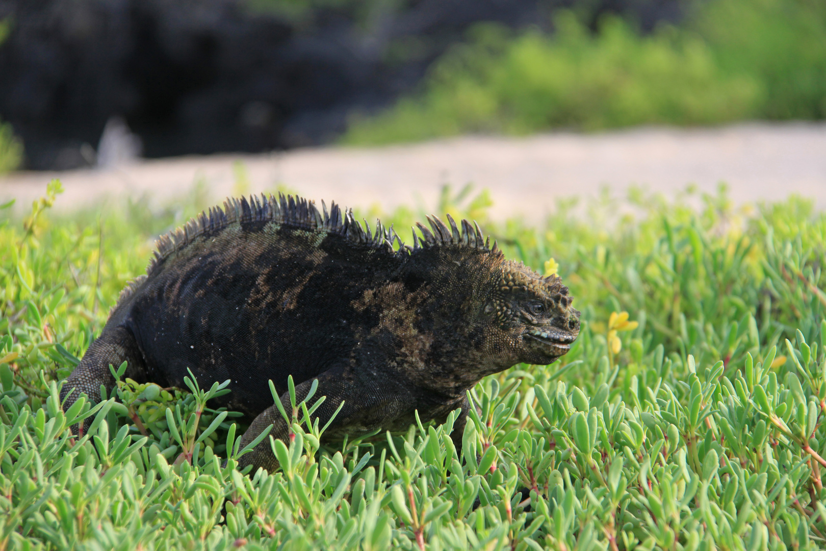 Galapagos Marine Iguana