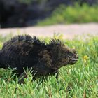 Galapagos Marine Iguana