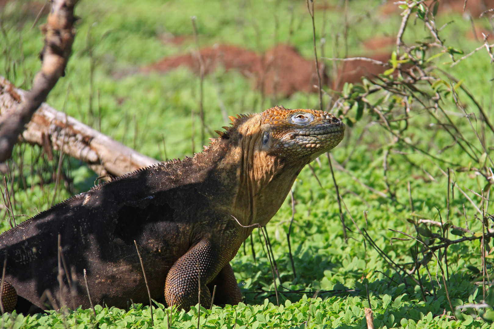 Galapagos Marine Iguana 2