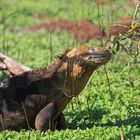 Galapagos Marine Iguana 2