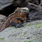 Galapagos Marine Iguana