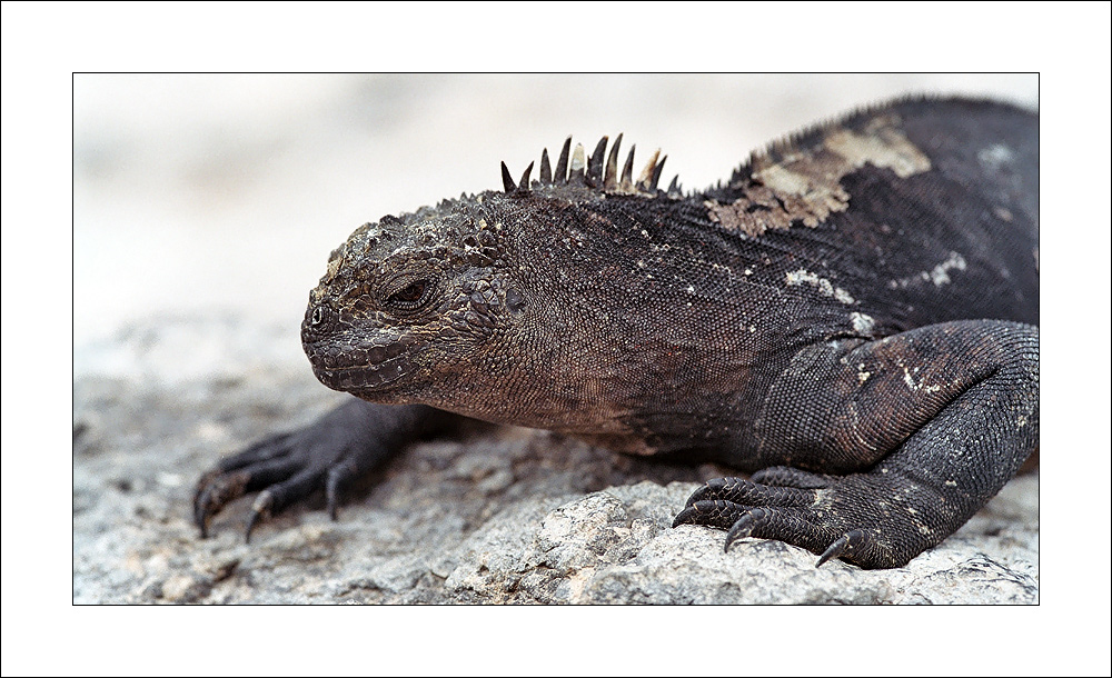 [ Galápagos - Meerechse ]