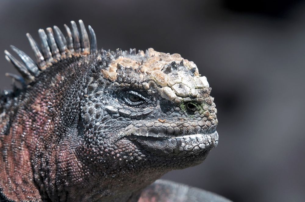 Galapagos Meerechse Foto & Bild | tiere, tierdetails ...