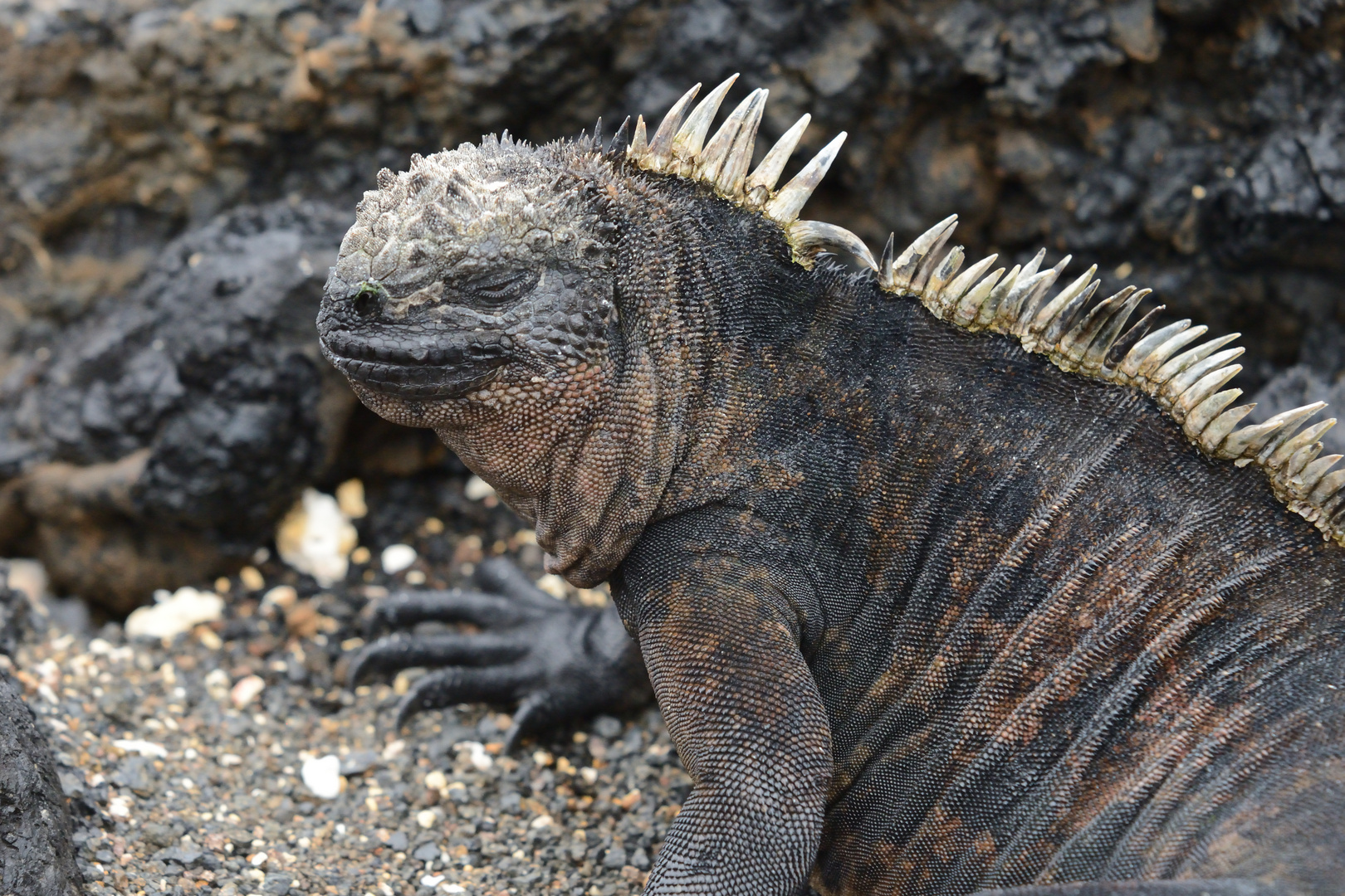 Galapagos - Meerechse beim Sonnenbad