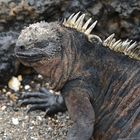 Galapagos - Meerechse beim Sonnenbad