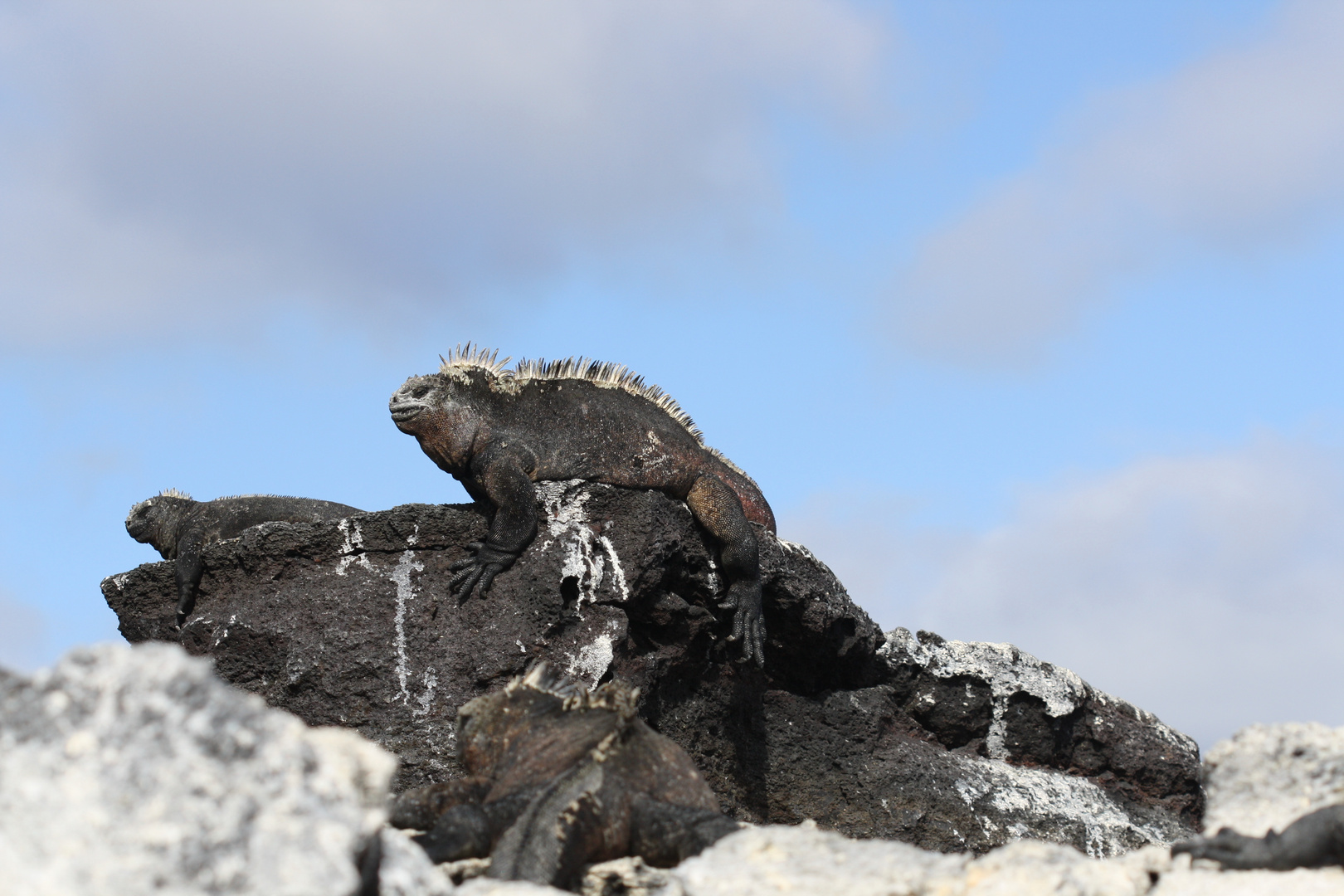 Galapagos Meerechse: Macho