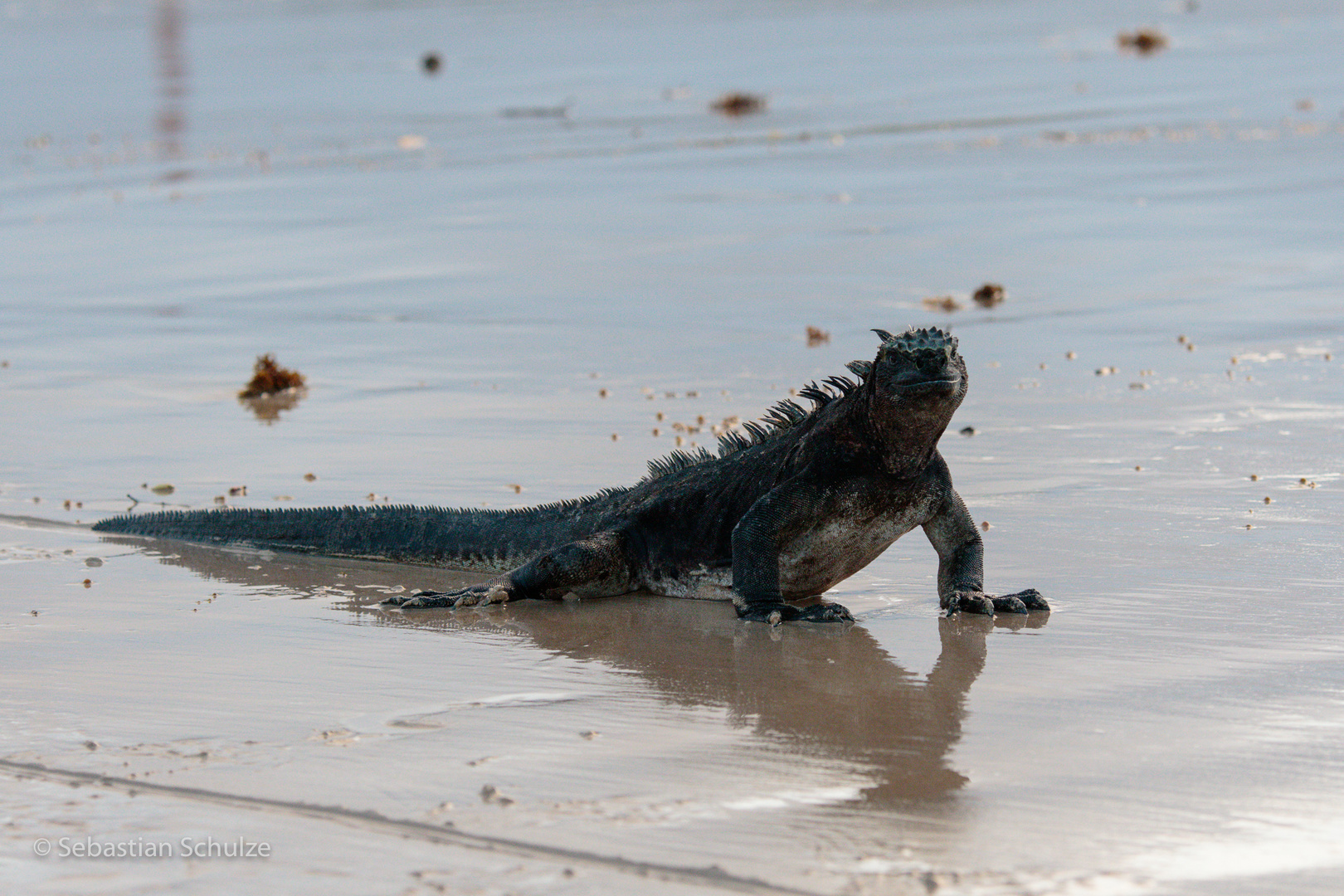 Galapagos - Meerleguan II