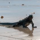 Galapagos - Meerleguan II