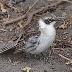 Galapagos Mockingbird