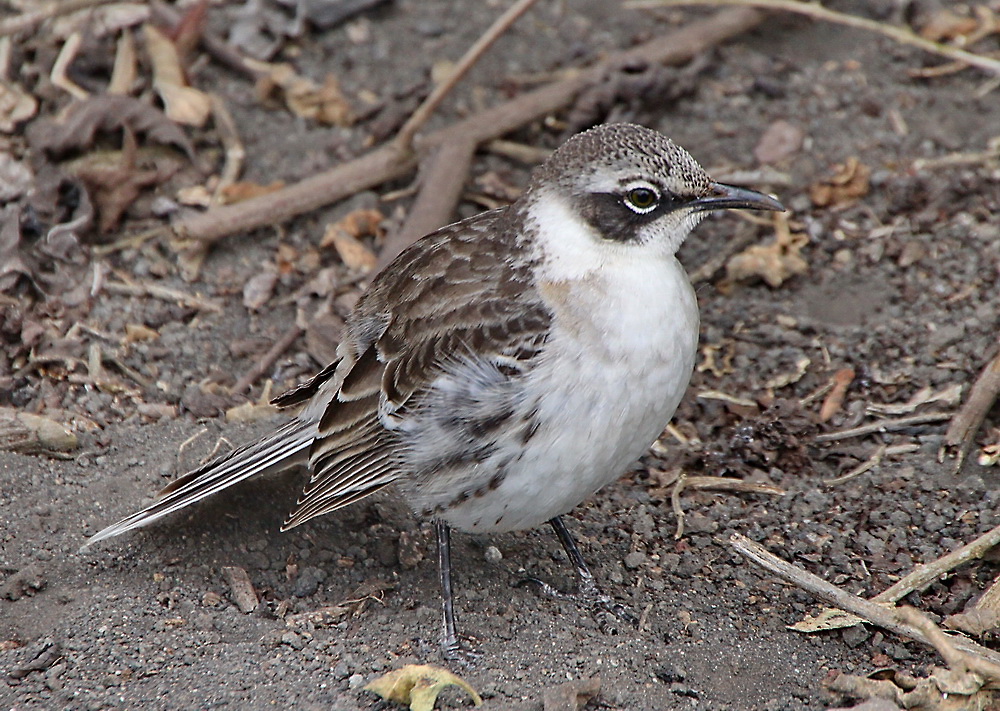 Galapagos Mockingbird