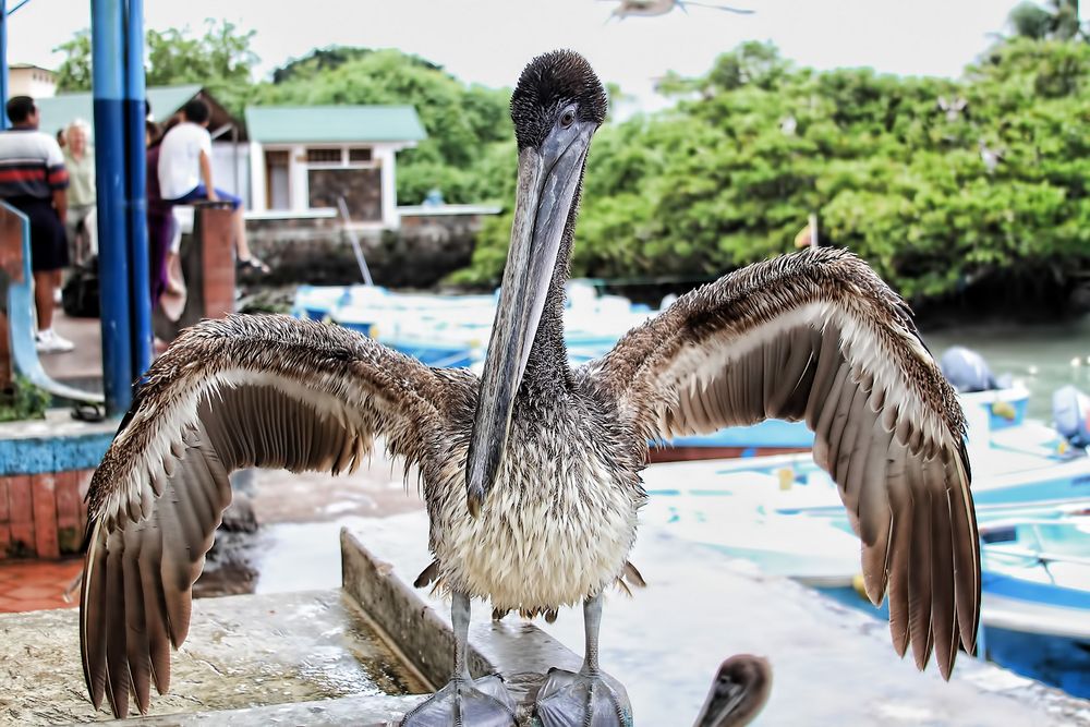 Galapagos next top model