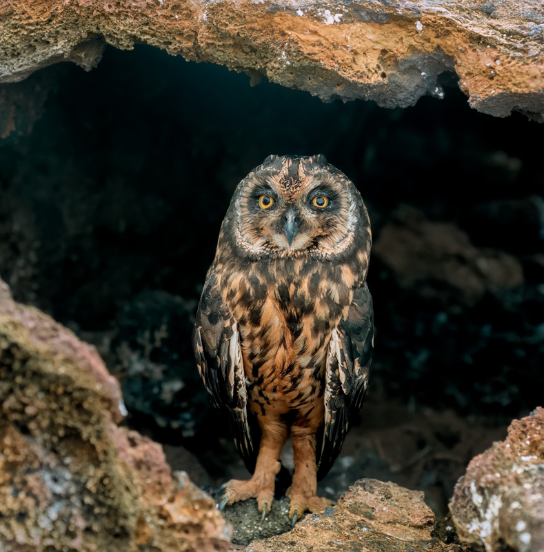 Galapagos-Ohreule / Asio galapagoensis 