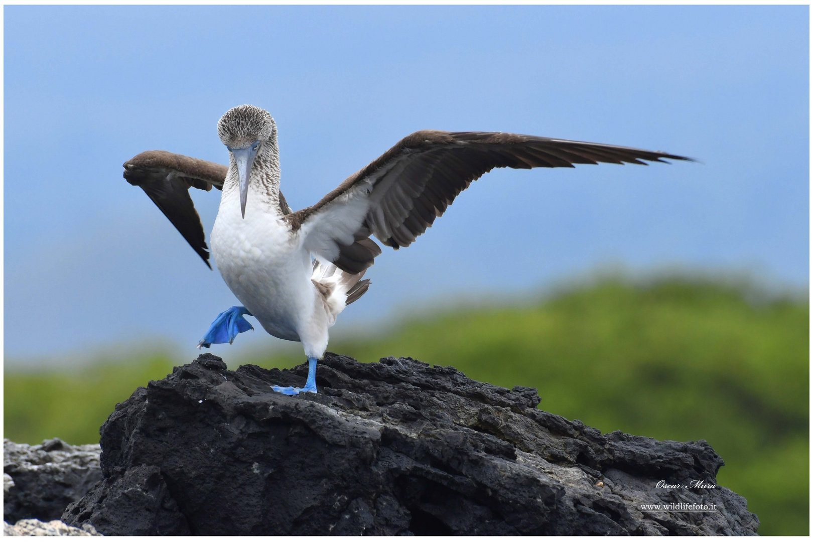 #galapagos  #oscarmura workshop https://www.wildlifefoto.it/