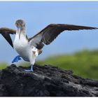 #galapagos  #oscarmura workshop https://www.wildlifefoto.it/