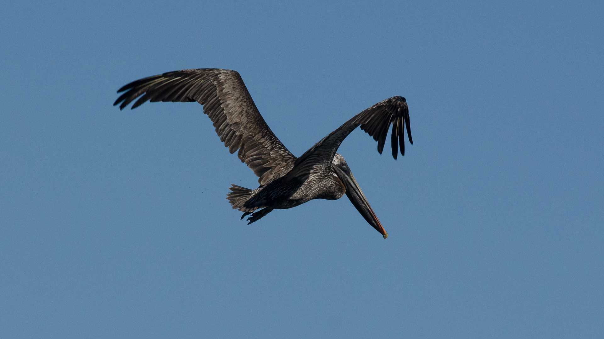 Galapagos, Pelikan