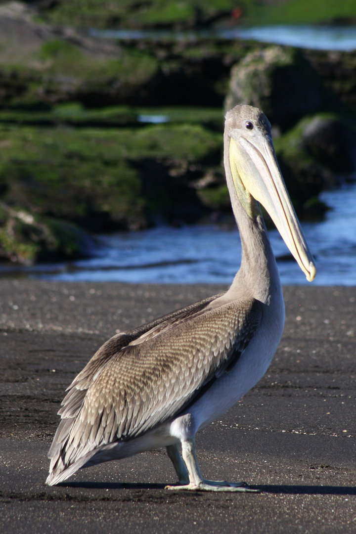 Galapagos: Pelikan am Strand