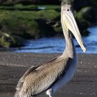 Galapagos: Pelikan am Strand