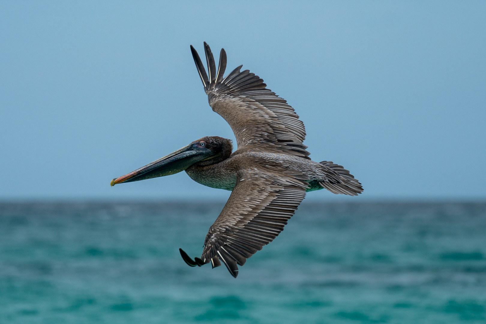 Galapagos Pelikan I