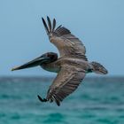 Galapagos Pelikan I