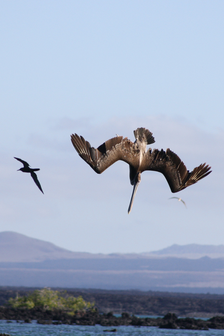 Galapagos: Pelikan im Sturzflug (2)