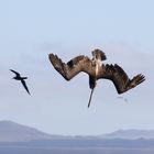 Galapagos: Pelikan im Sturzflug (2)