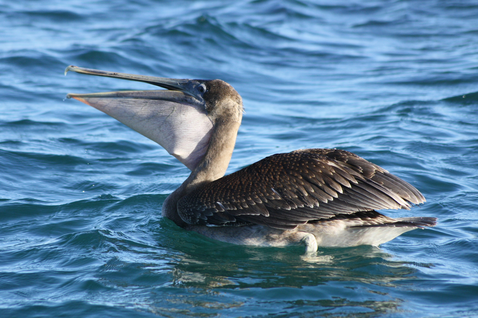 Galapagos: Pelikan mit Fisch im Kropf