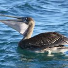 Galapagos: Pelikan mit Fisch im Kropf