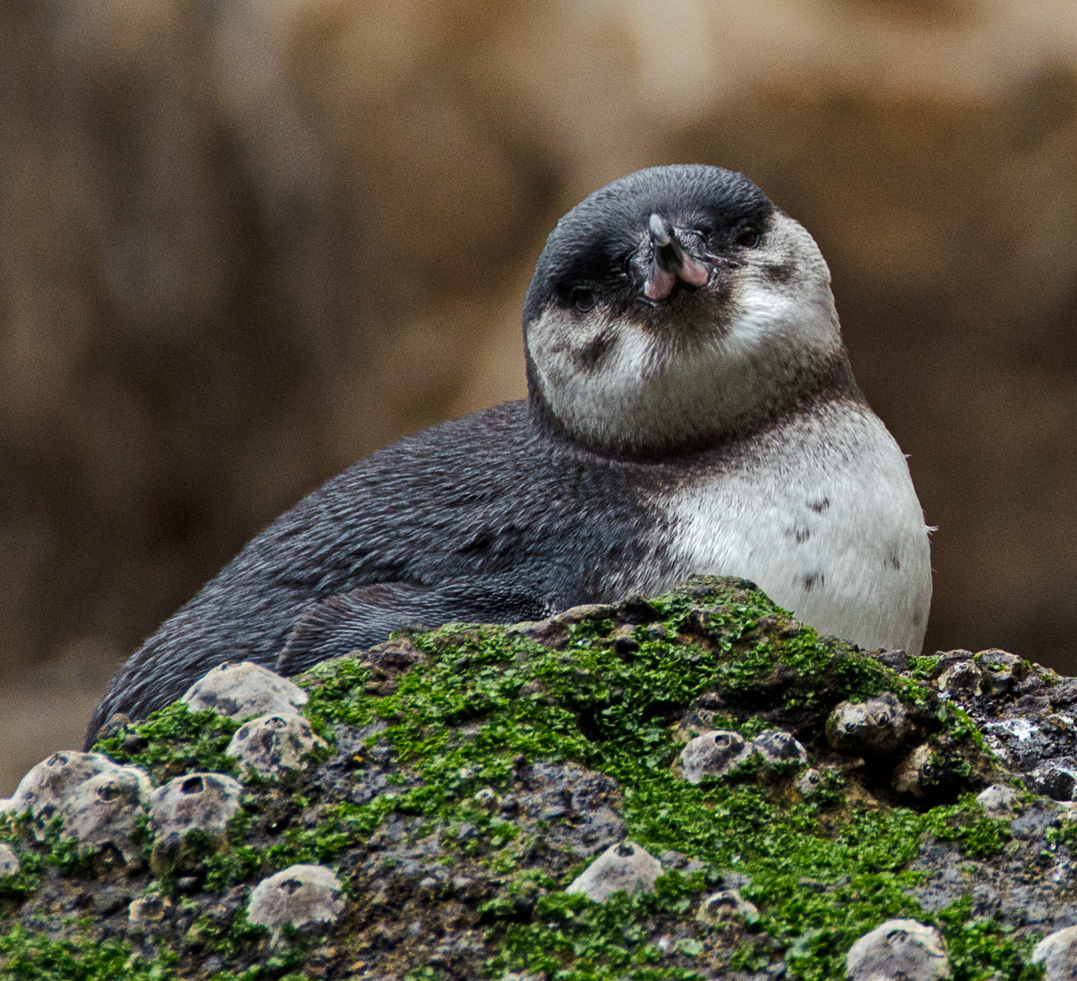 Galapagos Penguin