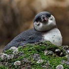 Galapagos Penguin