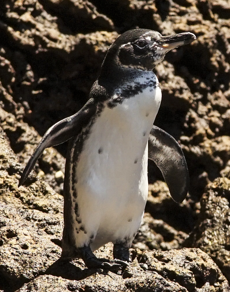 Galapagos-Pinguin