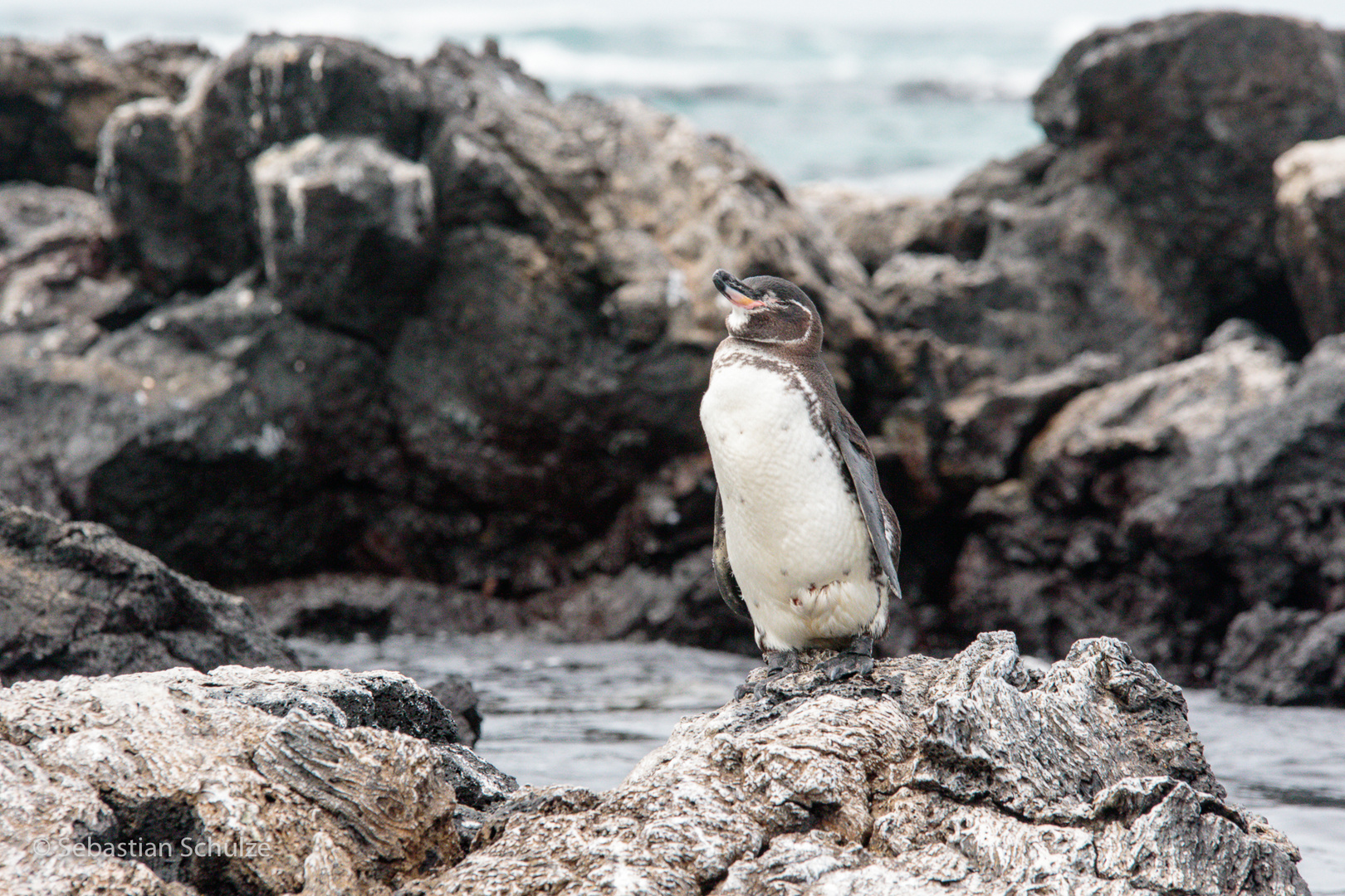 Galapagos - Pinguin