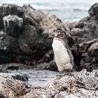 Galapagos - Pinguin