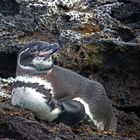 Galapagos-Pinguin