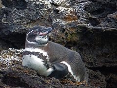 Galapagos-Pinguin