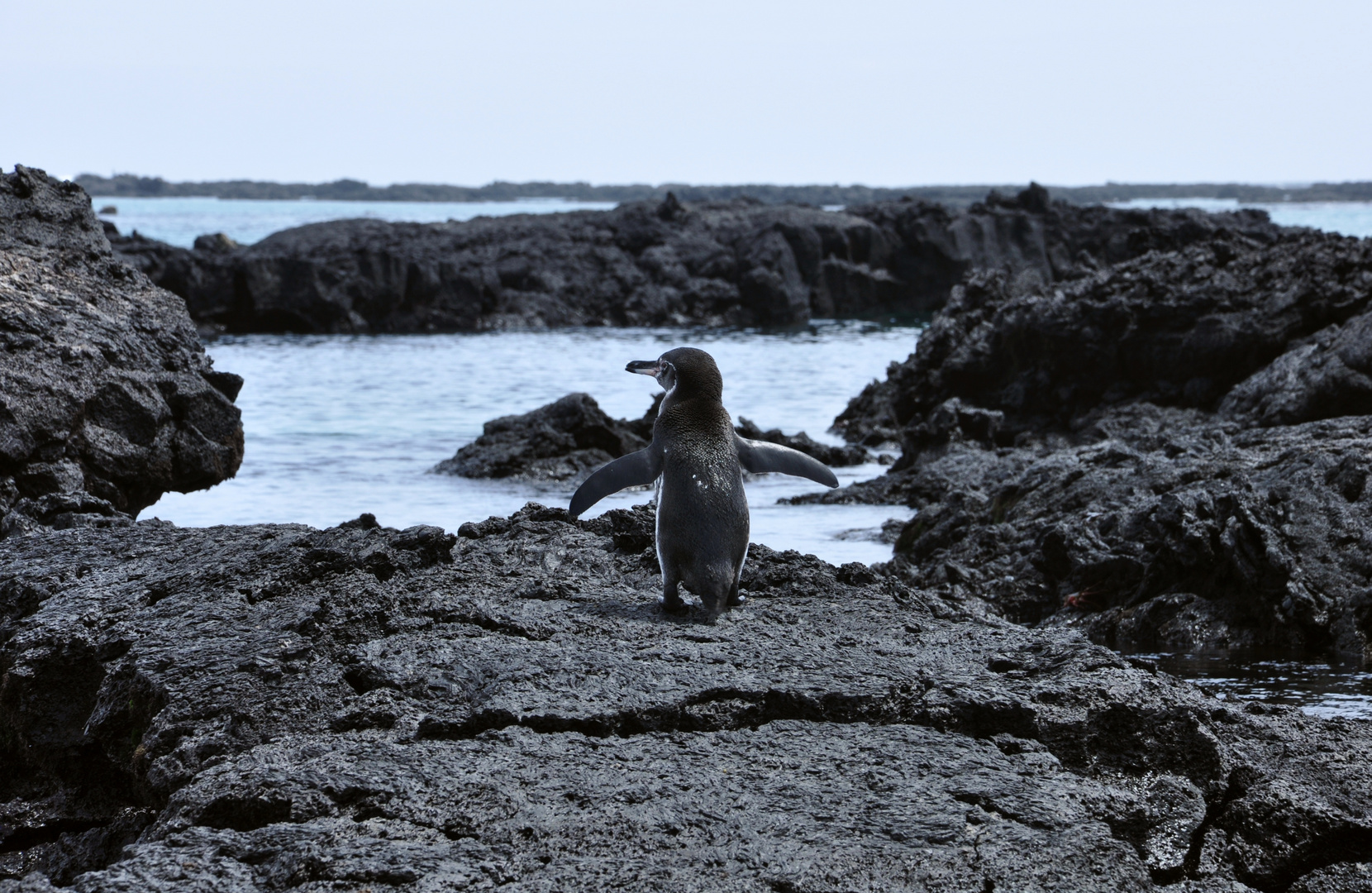 Galapagos-Pinguin