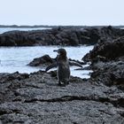 Galapagos-Pinguin