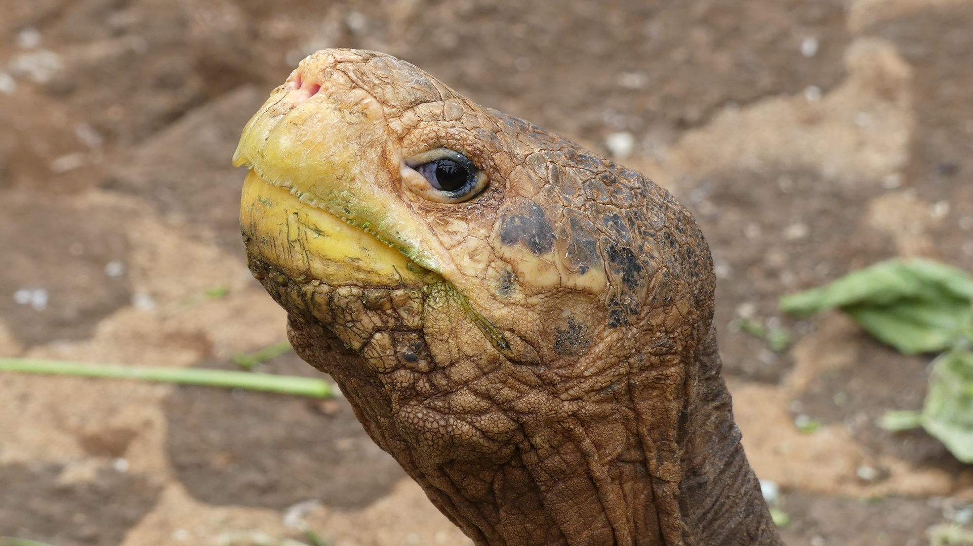 Galapagos -   Portrait einer Riesenschildkröte