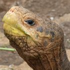 Galapagos -   Portrait einer Riesenschildkröte