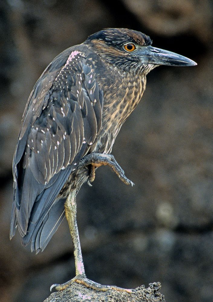 Galapagos, Reiher von Urs Jenzer 