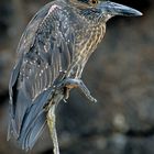 Galapagos, Reiher